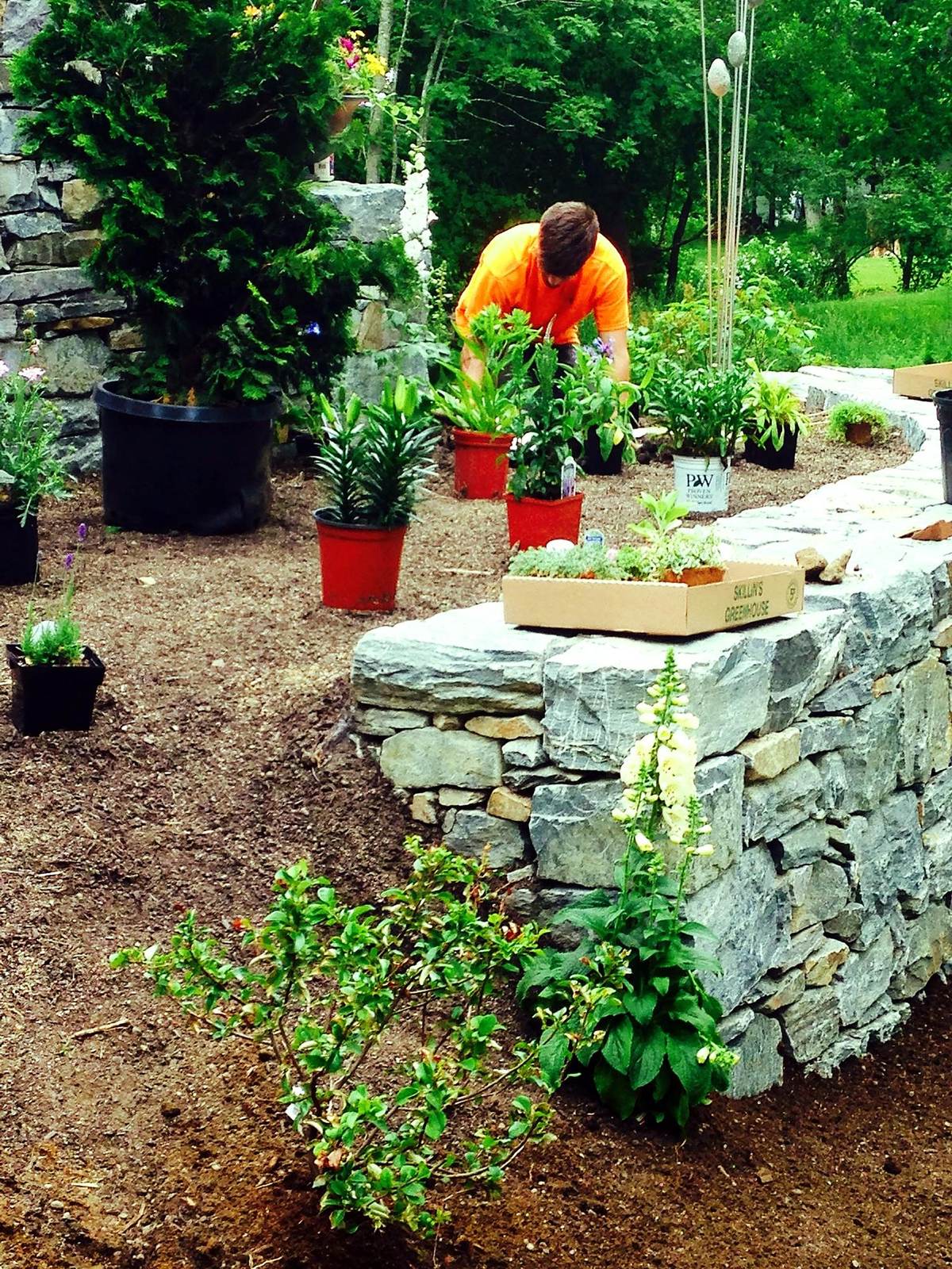 Garden planting