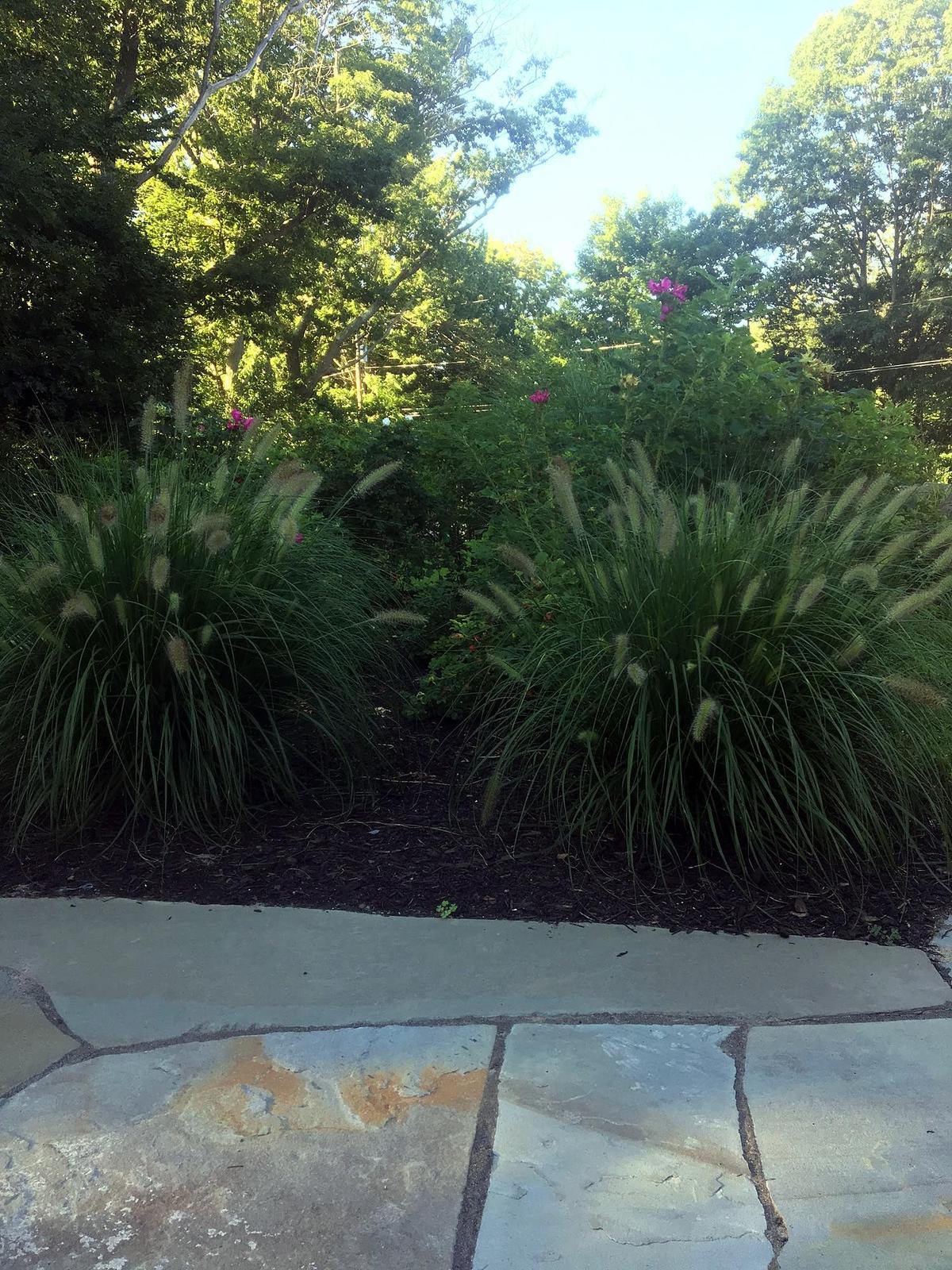 Garden planting