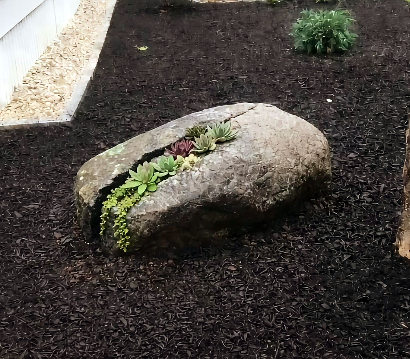 A split boulder planted with succulents in a garden bed