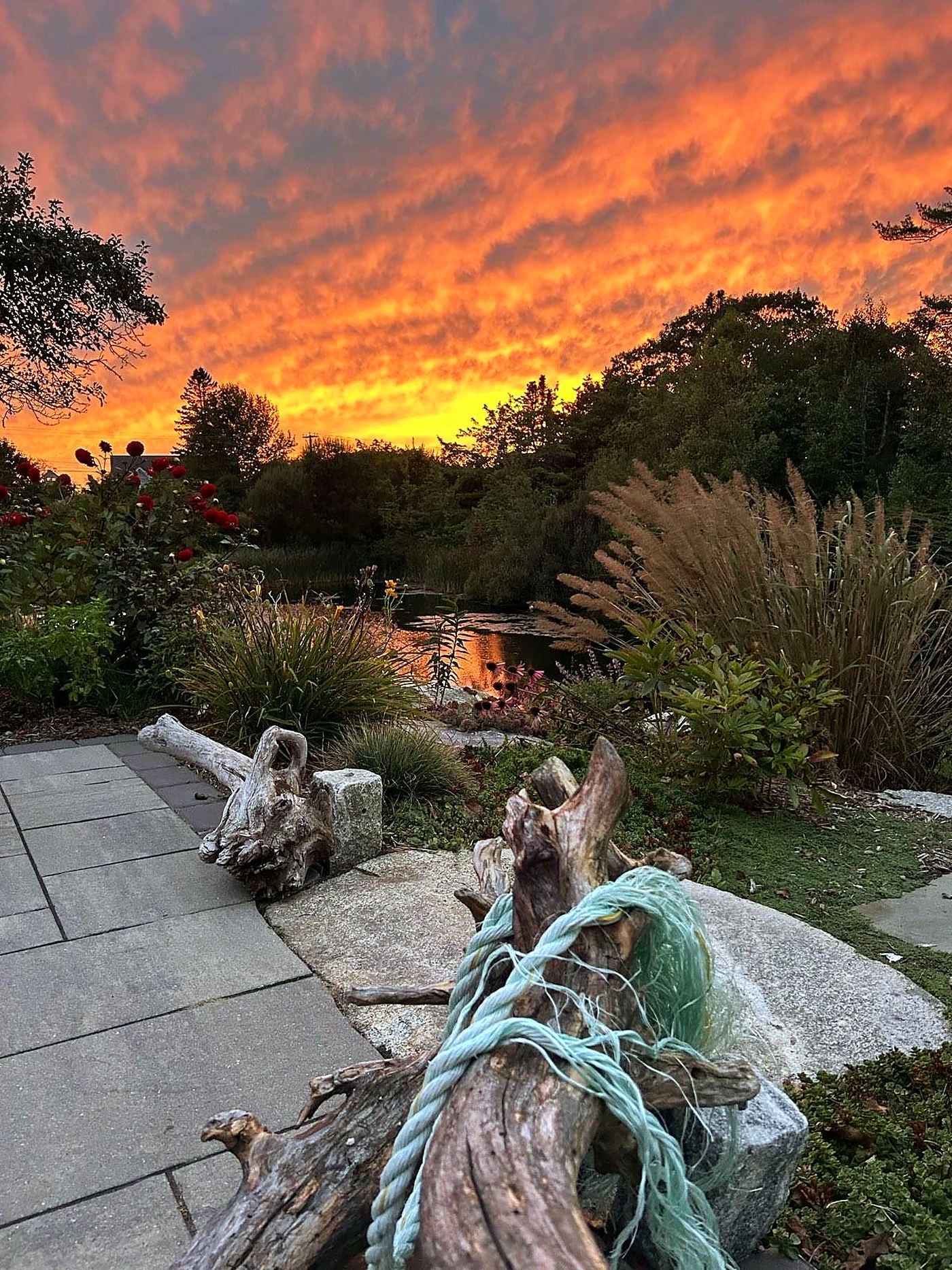 Garden bed with grasses and a driftwood feature at sunset