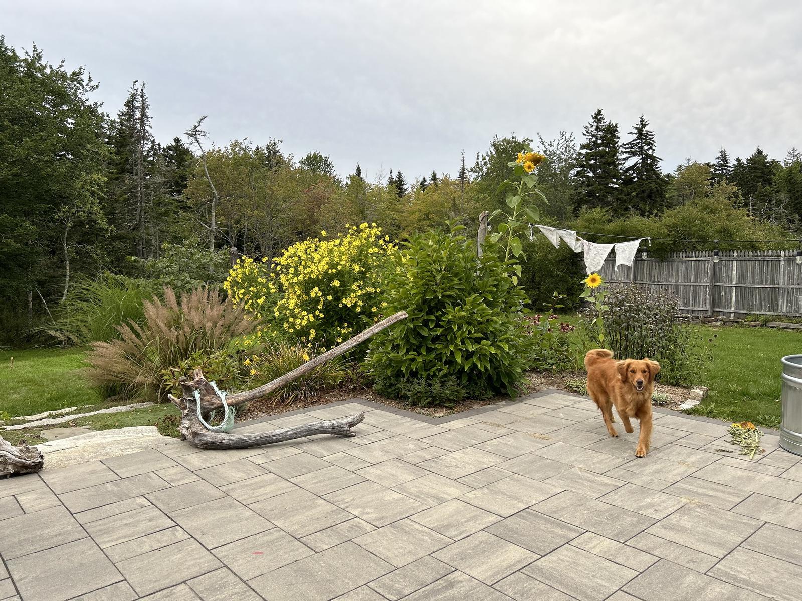 Patio with dog and garden