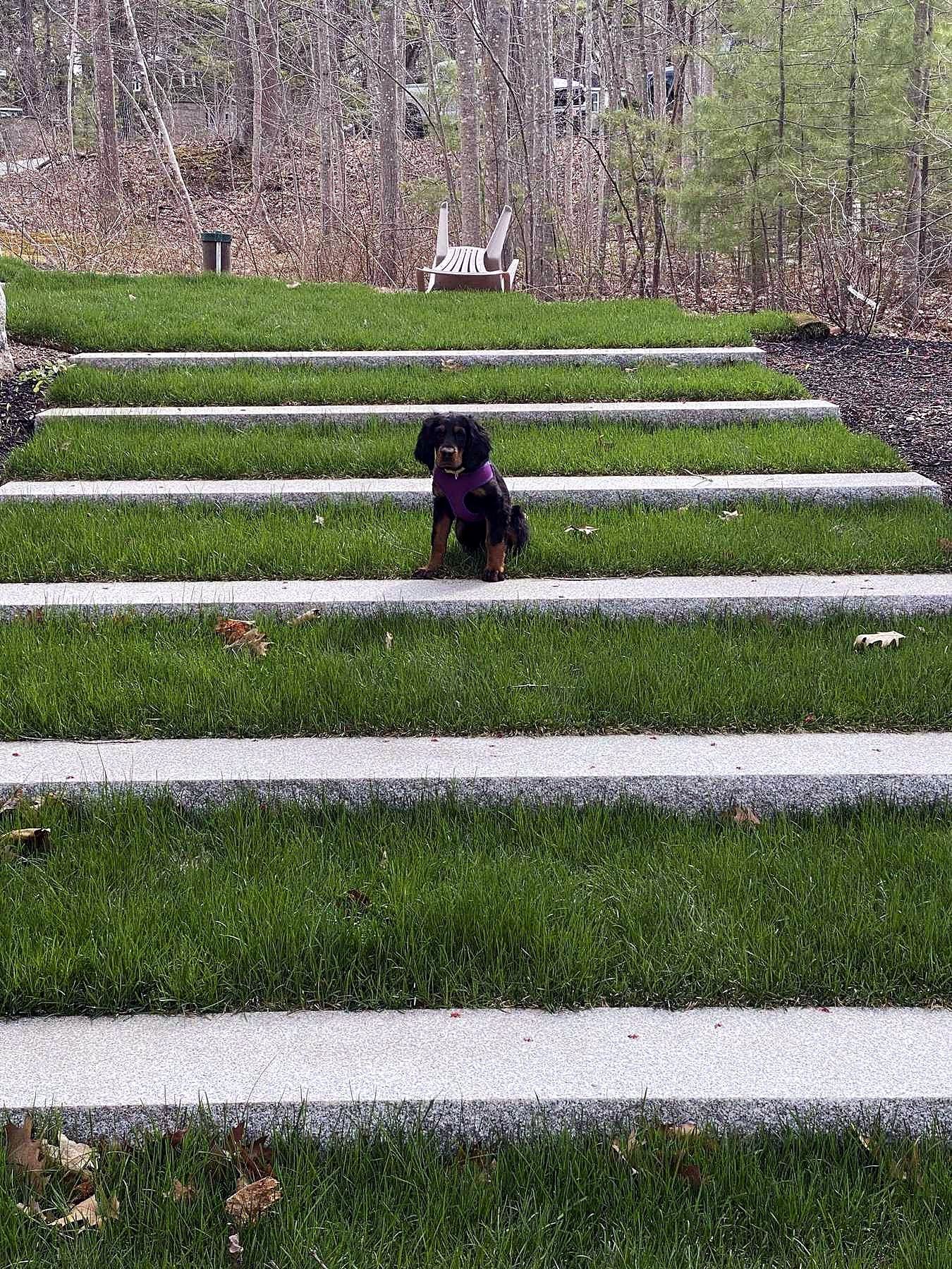Stone stairs set into a grassy slope