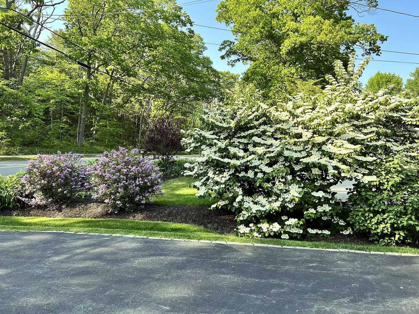 Lilacs and viburnum in bloom along a driveway planting bed