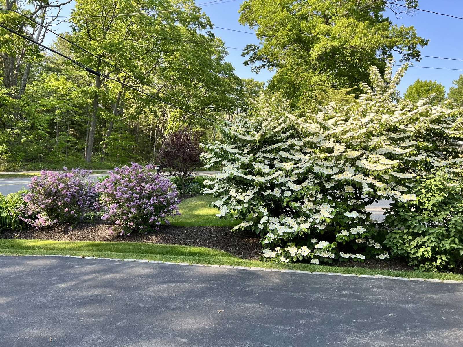 Lilacs and viburnum in bloom along a driveway planting bed