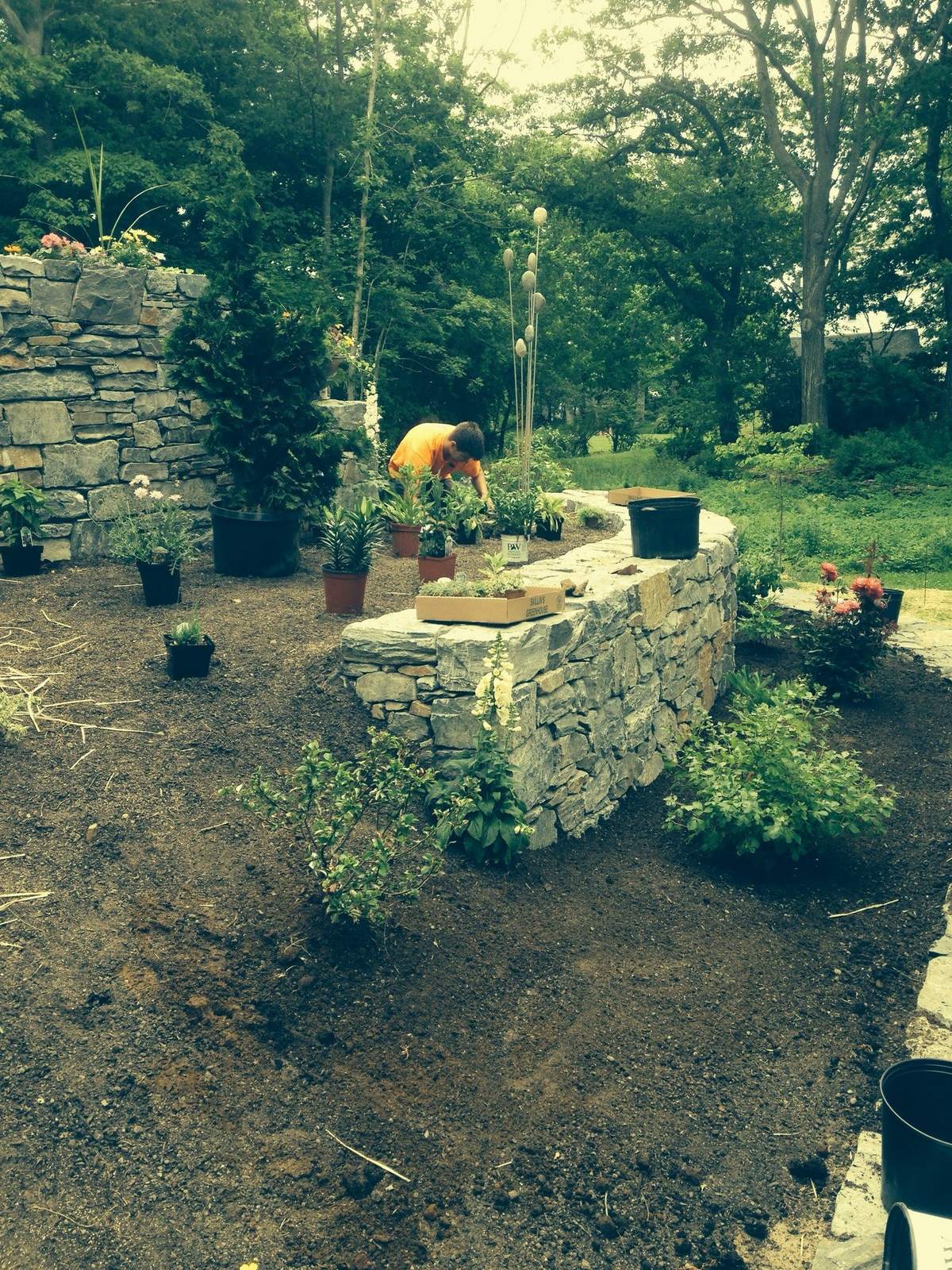 Planting around the finished stone wall