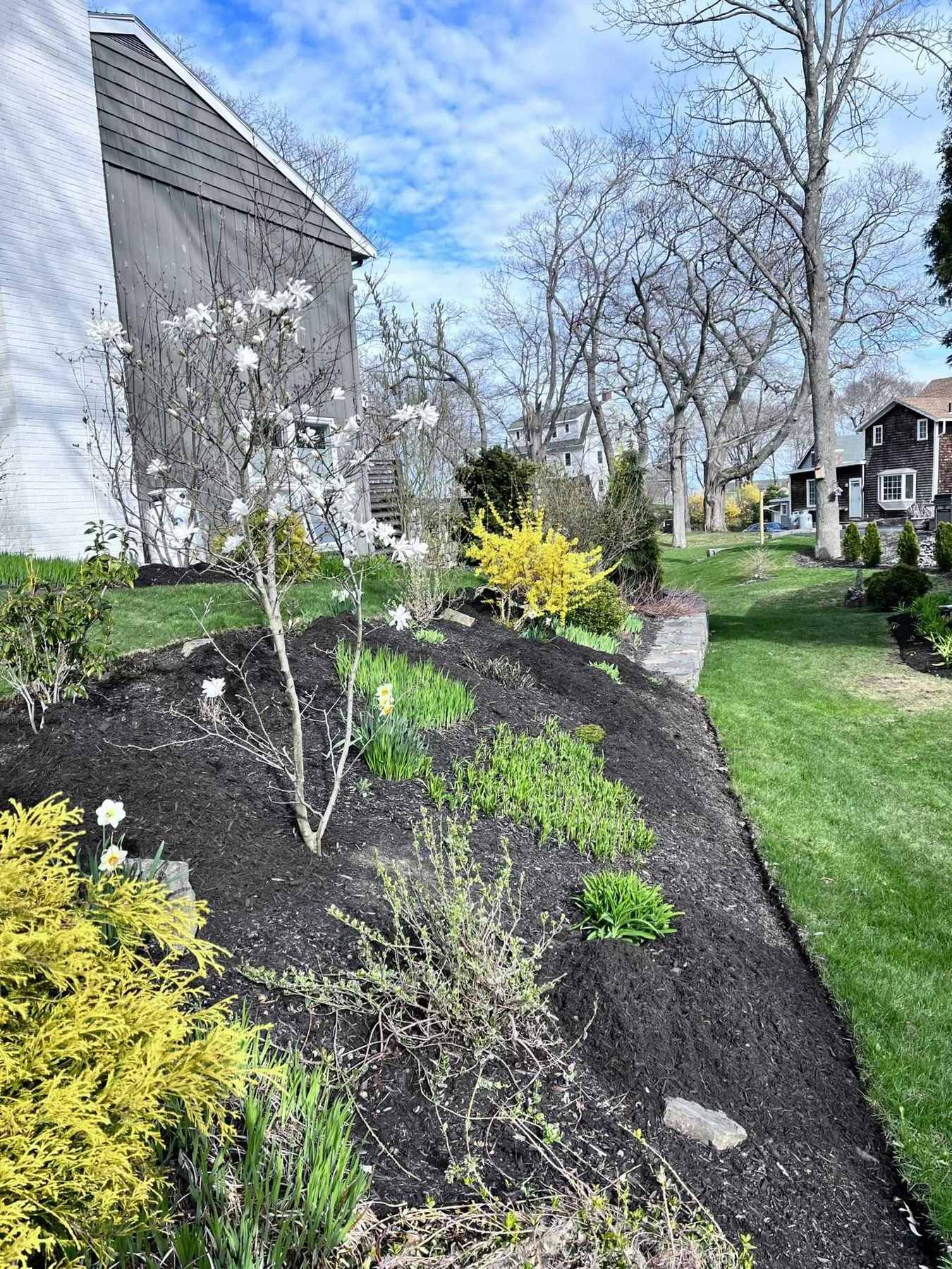 Newly planted garden bed with magnolia and daffodils