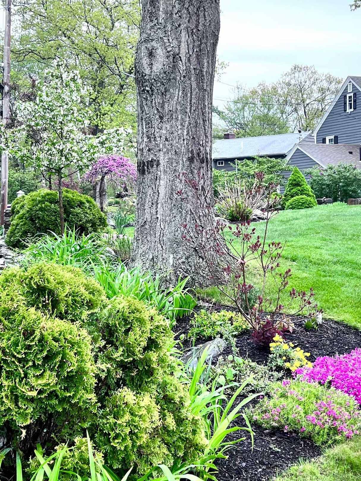 Mature shade tree with garden bed and stone wall beyond